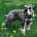 Schnauzers International 2007 Calendar
