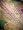 Antique Wine Berry With Chalet Green Cutwork Reversible India Pashmina Shawl Free Shipp Image #5