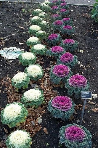 60 ORNAMENTAL KALE MIXED COLORS Brassica Oleracea Flower Seeds *Comb S/H 60 ORNAMENTAL KALE MIXED COLORS Brassica Oleracea Flower Seeds *Comb S/H