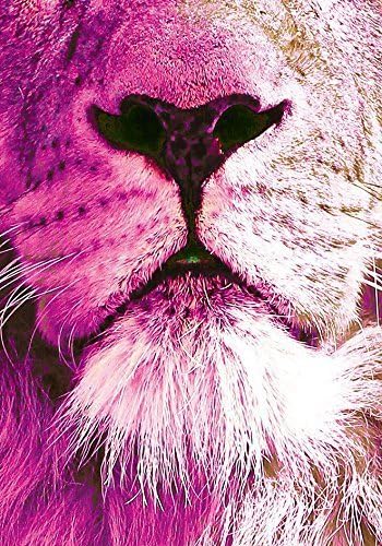 Pink lion nose - art print on canvas / photo paper