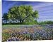 Canvas Prints of Live Oak a Texas from Danita Delimont