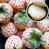 国華園　いちご苗　スーパーパインベリー　2株