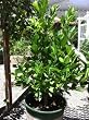 Calamondin Tree, Two Gallon Container by Monrovia Growers