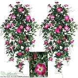 TWO 40 Morning Glory Artificial Hanging Flower Bushes