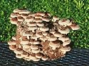 Shiitake Mushroom Kit