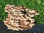 Shiitake Mushroom Kit