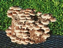 Shiitake Mushroom Kit