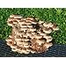 Shiitake Mushroom Kit