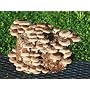 Shiitake Mushroom Kit