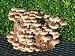 Kitchen & Housewares : Shiitake Mushroom Kit