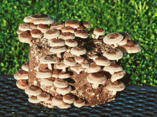 Shiitake Mushroom Kit