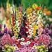 Florists Favourite garden - 200 flower bulbs