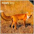 Foxes 2013 Square 12X12 Wall Calendar