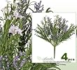 FOUR 14" Wild Flower Mixed Arrangement Bush