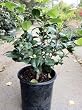 Camellia Kramer's Supreme, Five Gallon Container