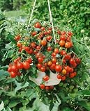 611DJxucyPL. SL160  Patio Hybrid Tomato Seeds   Lycopersicon Esculentum   0.2 Grams   Approx 70 Gardening Seeds   Vegetable Garden Seed