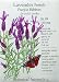 Lavender French Purple Ribbon Seeds 100 Seeds