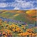 Wildflowers 2009 Calendar