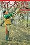 Pruning Techniques (Brooklyn Botanic Garden Record)