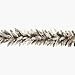 National Tree-Yantian DUF-300-9A Prelit Dunhill Fir Garland