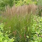 Feather Reed Grass Karl Foerster