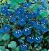 California Bluebells- 150 Seeds
