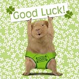 Lucky Pants Guinea Pigs Good Luck Card