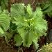 50 Seeds, Green Shiso (Perilla frutescens) Seeds By Seed Needs