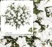 Four 17" Artificial Small Open Rose Silk Flower Bushes _ White