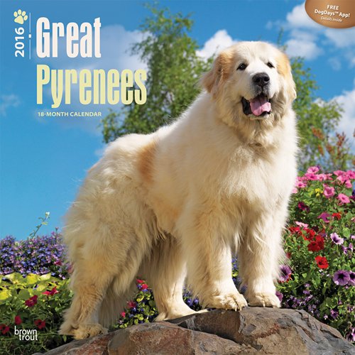 Great Pyrenees 2016 Square 12x12 (Multilingual Edition)