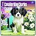 Cavalier King Charles Spaniel Puppies 2017 Calendar