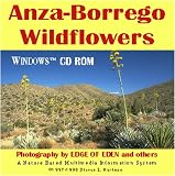 Anza-Borrego Wildflowers