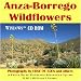 Anza-Borrego Wildflowers