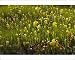 Photographic Prints of An insectivorous plant Cobra Lily with bog asphodel (Narthecium californicum) from Ardea Wildlife Pets