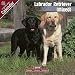 Labrador Retriever (Mixed) 2009 Wall Calendar 12 X 12