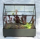 Gothic House Carnivorous Terrarium (Wardian Case) - LIVE