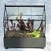 Gothic House Carnivorous Terrarium (Wardian Case) - LIVE