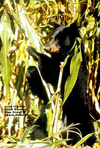 Massachusetts Wildlife