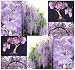 Chinese Blue Bonsai Tree Seed Purple Wisteria Sinensis Seeds Fragrant PURPLE Flowers (100 Seeds)