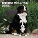 Bernese Mountain Dogs 2012 Square 12X12 Wall Calendar (Multilingual Edition) by BrownTrout Publishers Inc