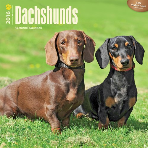Dachshunds 2016 Square 12x12