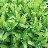 セダム「オータム・デライト」