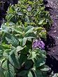 Iowa Heliotrope One Gallon Plant
