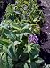 Iowa Heliotrope One Gallon Plant