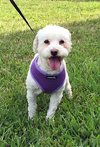 Maskota Comfort Pet Harness With Bonus Leash Medium - 12" - 17" Chest Girth / 11" Neck Girth
