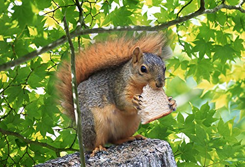 Gift Trenz Squirrel- Motion Magnet