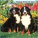 Bernese Mountain Dogs Wall 2008