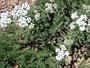 Organic Yarrow - 100 Seeds - Heirloom/Medicinal