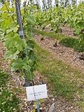 Growing Grass and Weeds Between Vine Rows, Vineyard of the Civc at Plumecoq, Cote Des Blancs Photographic Poster Print by Per Karlsson, 30x40 611Wg0B7 eL. SL160 Growing Grass and Weeds Between Vine Rows, Vineyard of the Civc at Plumecoq, Cote Des Blancs Photographic Poster Print by Per Karlsson, 30x40