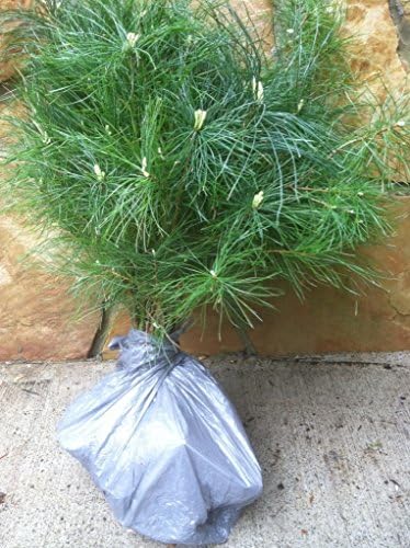 Landscape Items (5) Mountain Evergreen Eastern White Pine 20" to 22" Transplant Starter